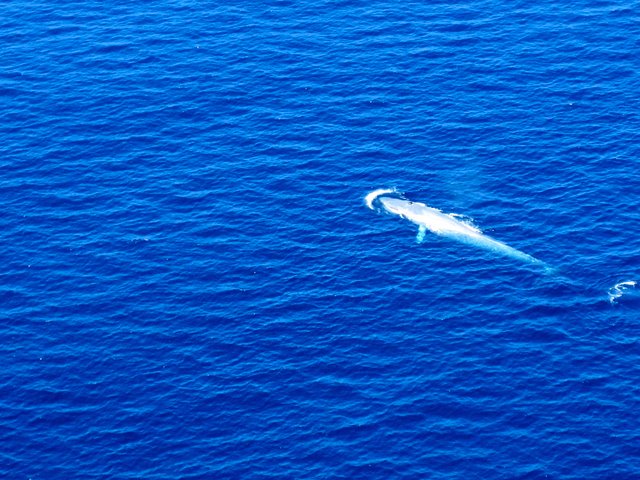 Blue Whale off the cost of San Diego